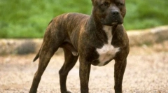 American pit bulsherier (foto): fighter-ul nemilos și prietenul de încredere